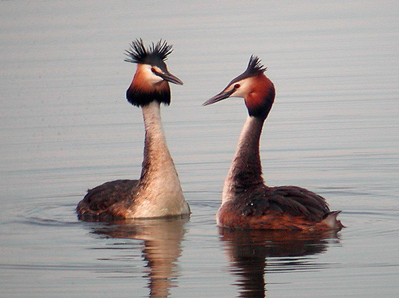 Il Padule di Fucecchio Agriturismo Le Due Querce Casa Vacanze in